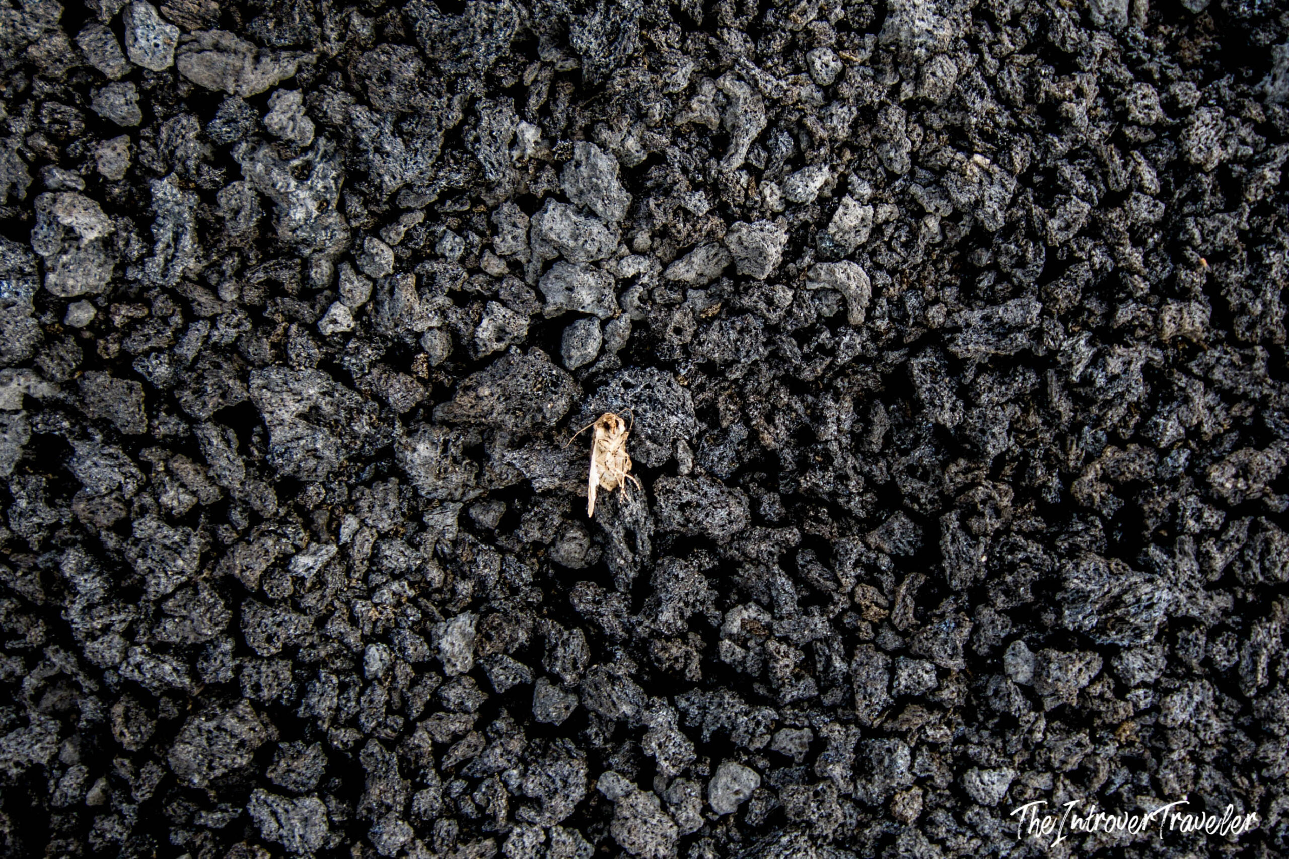Dead insect resting on rough black volcanic lava gravel on the slopes of Mount Etna, Sicily