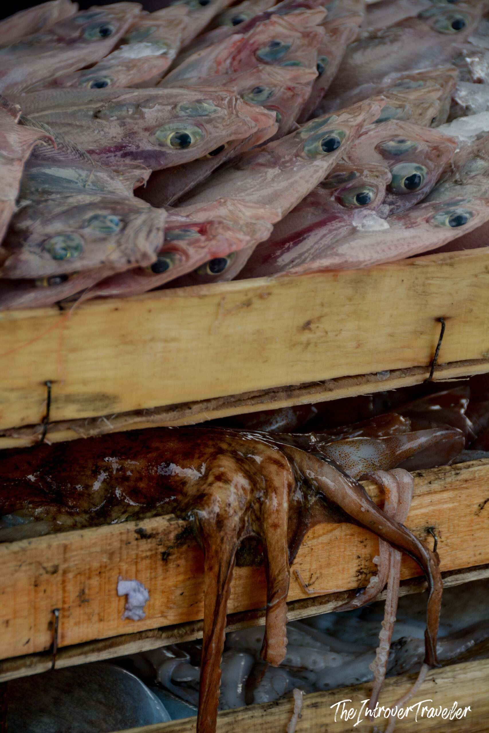 Fresh fish and octopus on wooden crates at a coastal city fish market