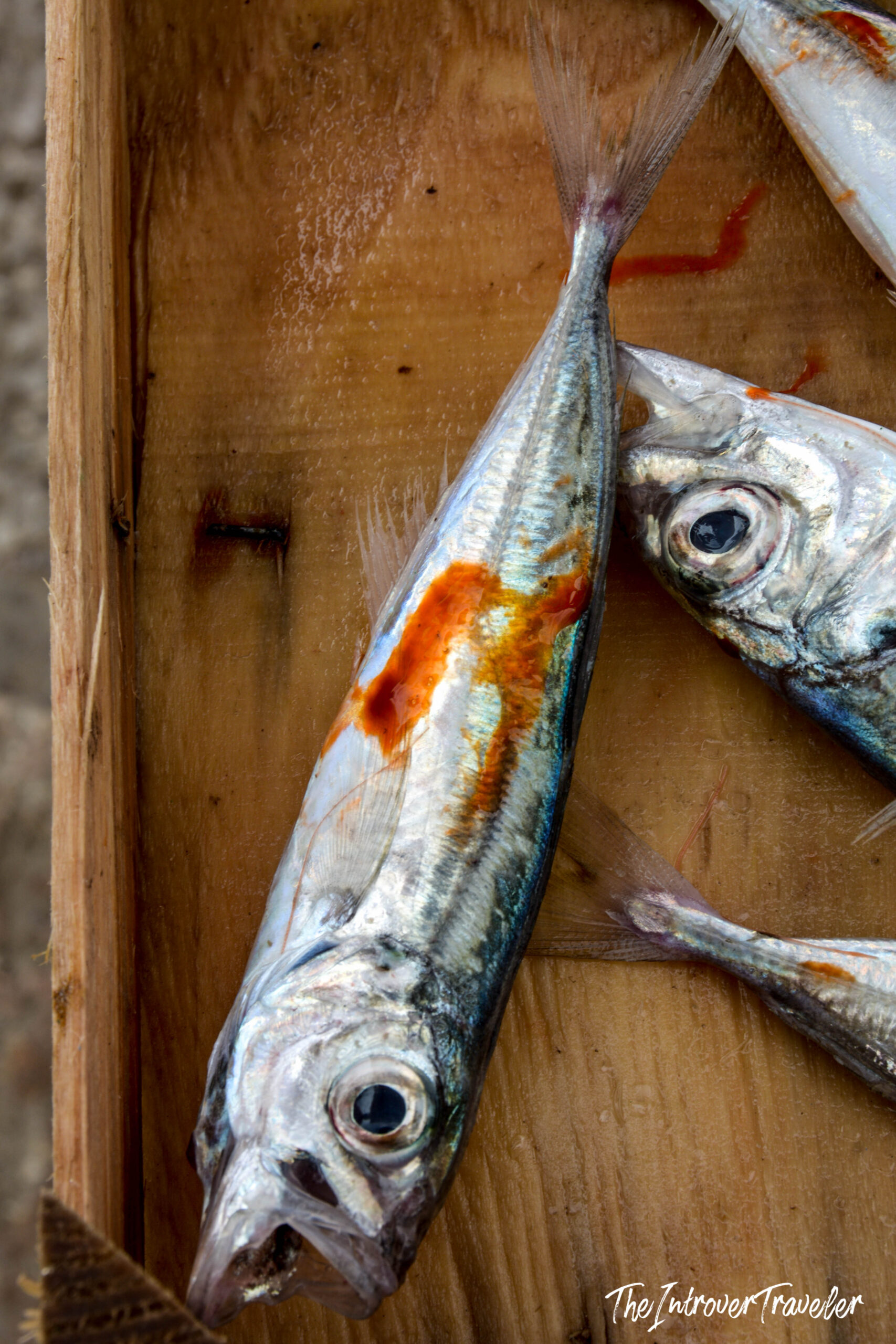 Fresh whole fish with silver scales displayed in a wooden crate at a coastal city fish market