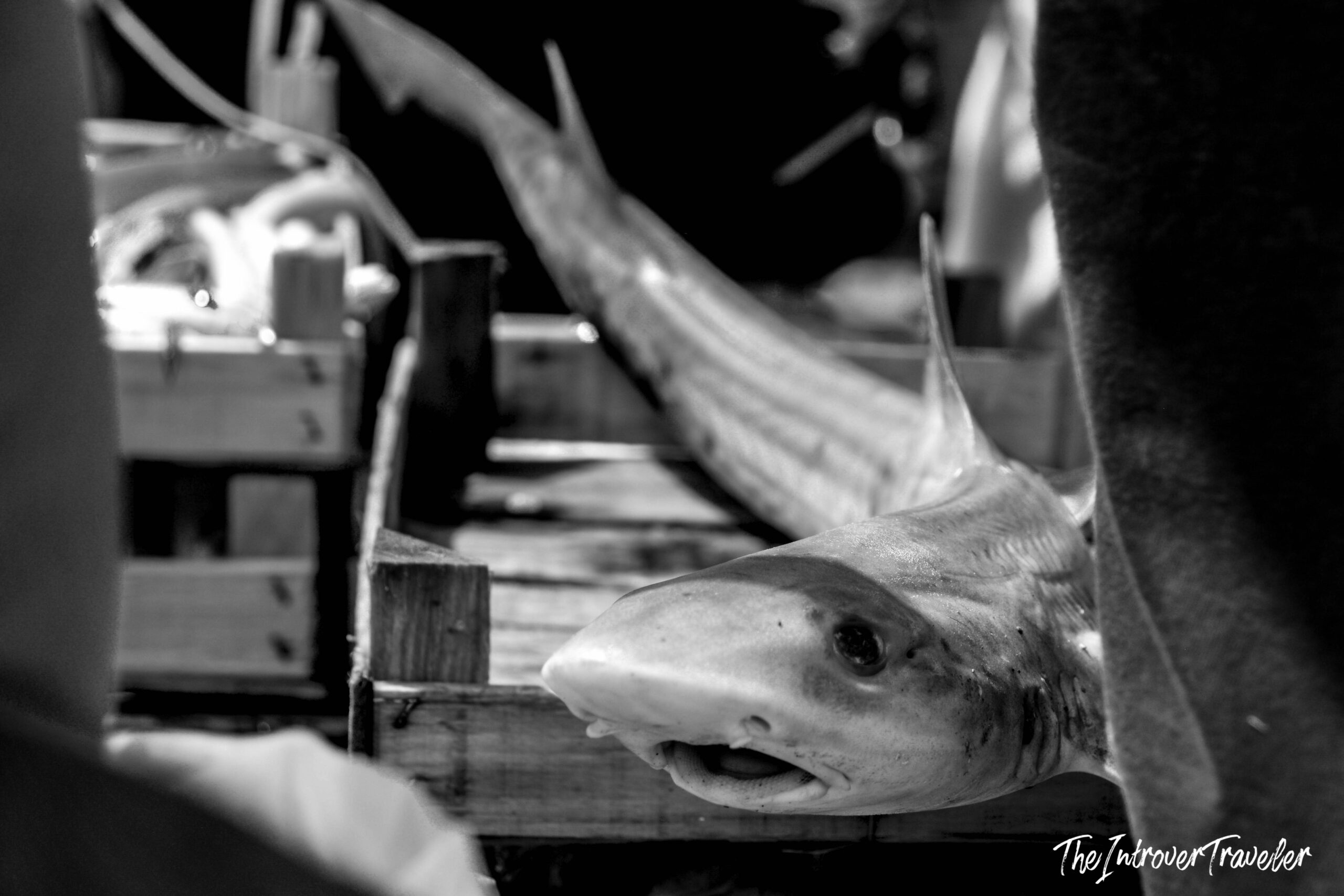 Close-up of a whole shark displayed on a wooden fish market stall, shot in black and white