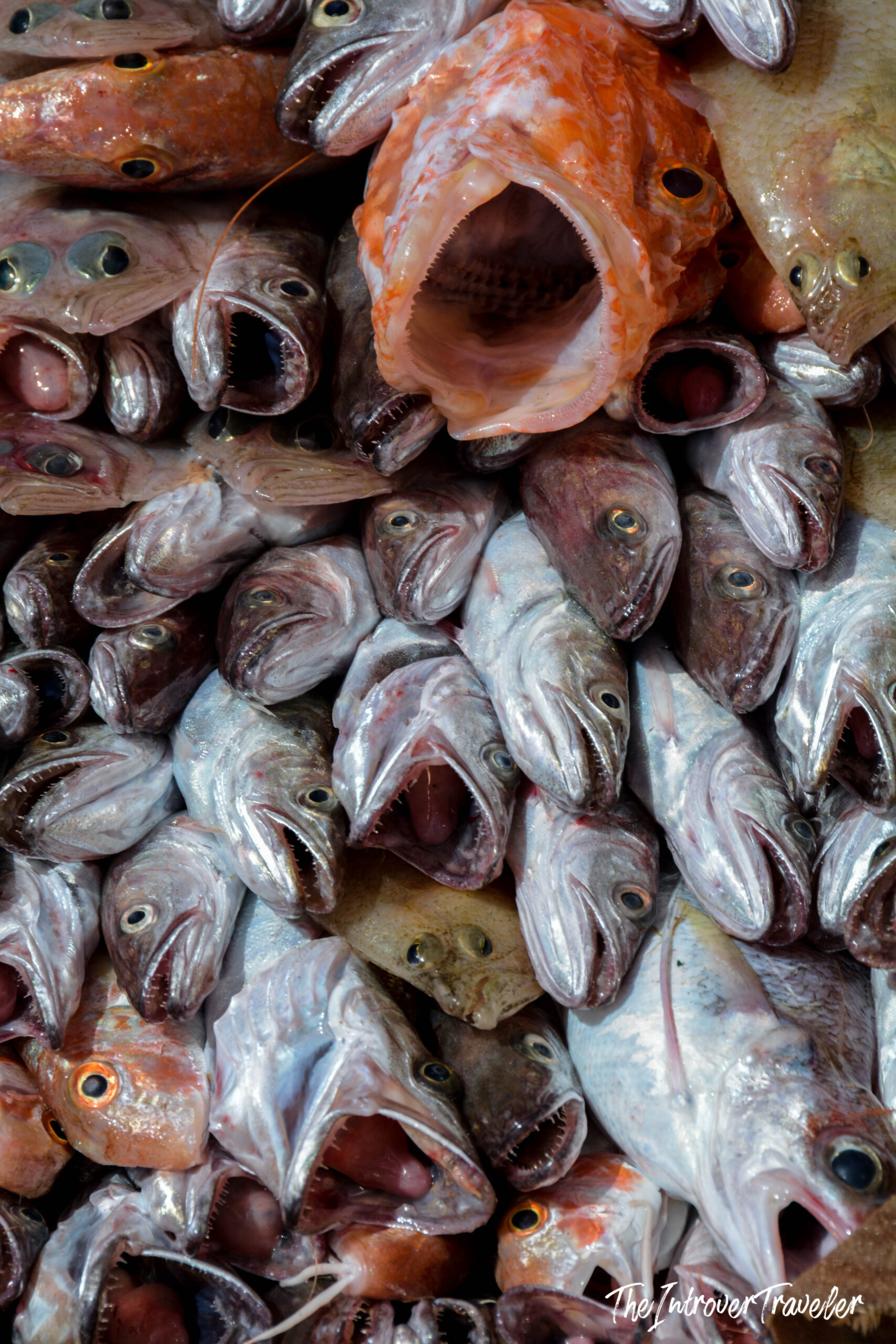 Pile of fresh whole fish heads at a coastal city fish market, featuring a large red scorpionfish
