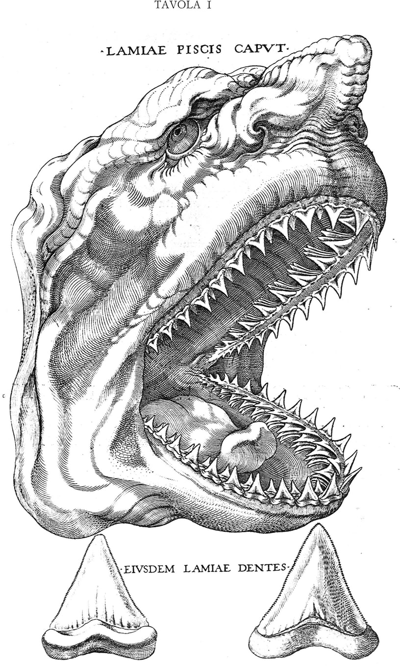 Tavola I engraving of Lamiae Piscis Caput, a great white shark head, from Rondelet's 16th-century fish treatise