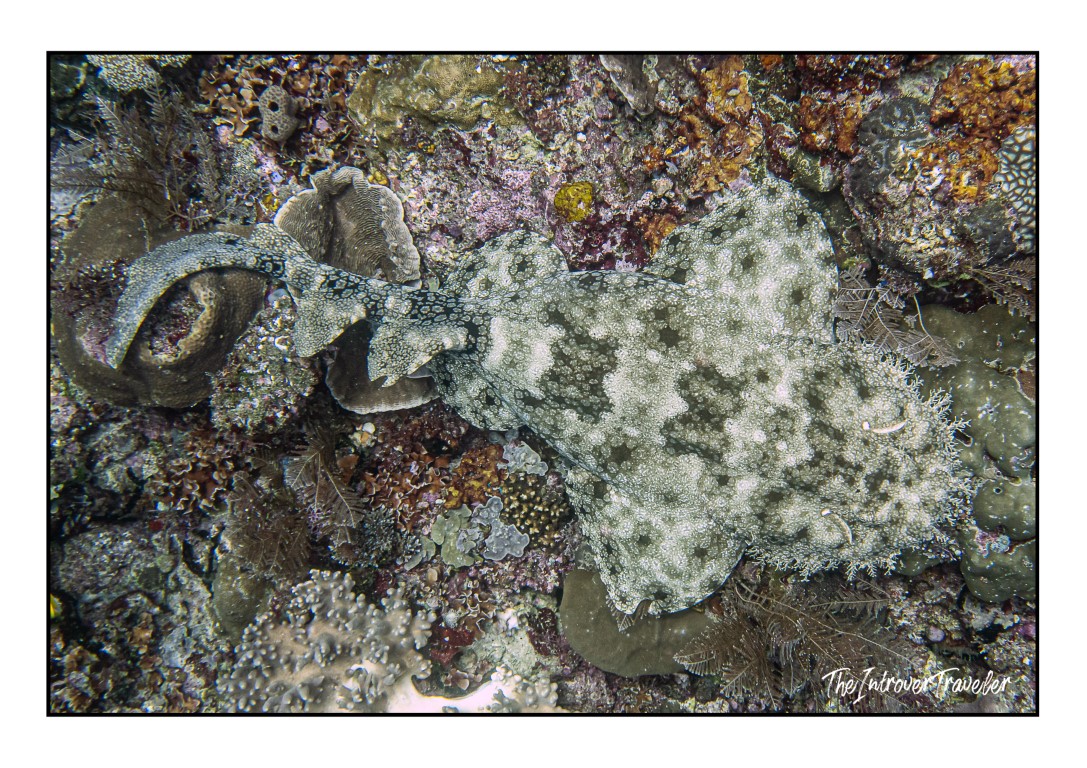 Wobbegong shark camouflaged against coral reef in Raja Ampat, West Papua