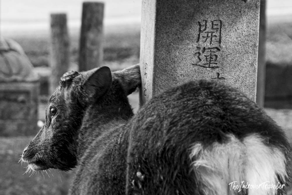 Black and white close-up of a Nara deer rubbing against a Japanese stone monument in Nara Park