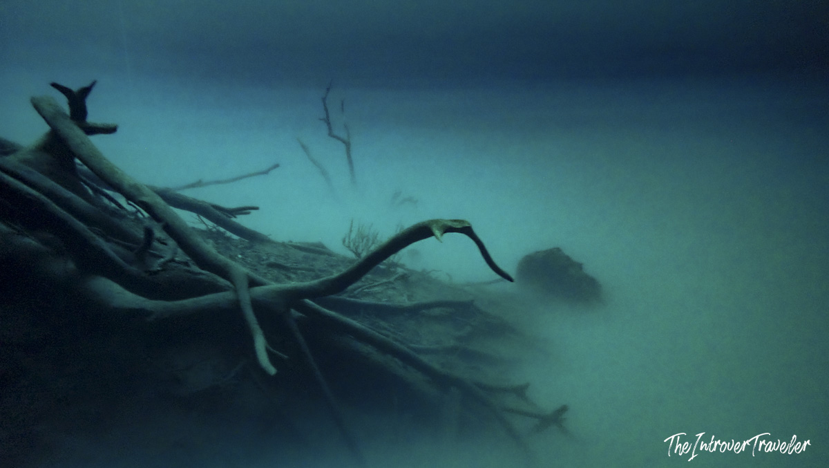 Submerged tree roots and a snake swimming through the murky depths of Cenote Angelita, Yucatan