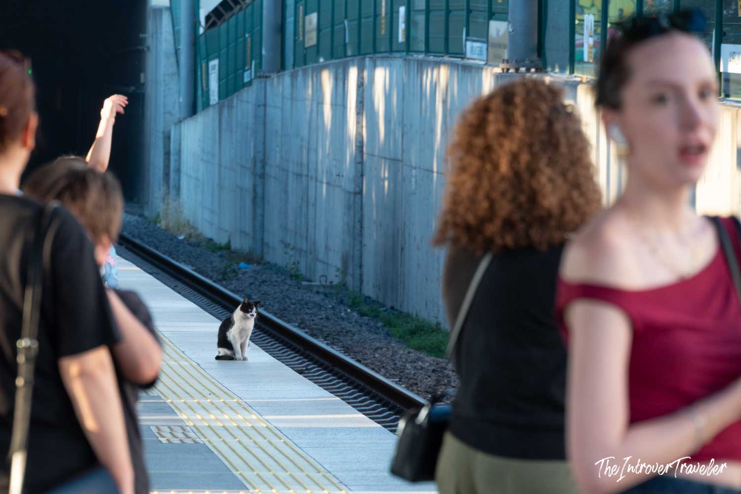 Black and white stray cat sitting calmly on an Istanbul metro platform among commuters
