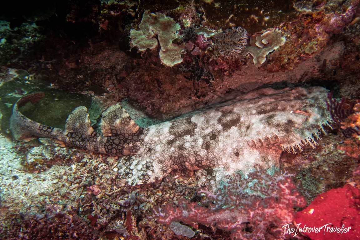 Wobbegong shark camouflaged on the coral reef floor while diving in Raja Ampat