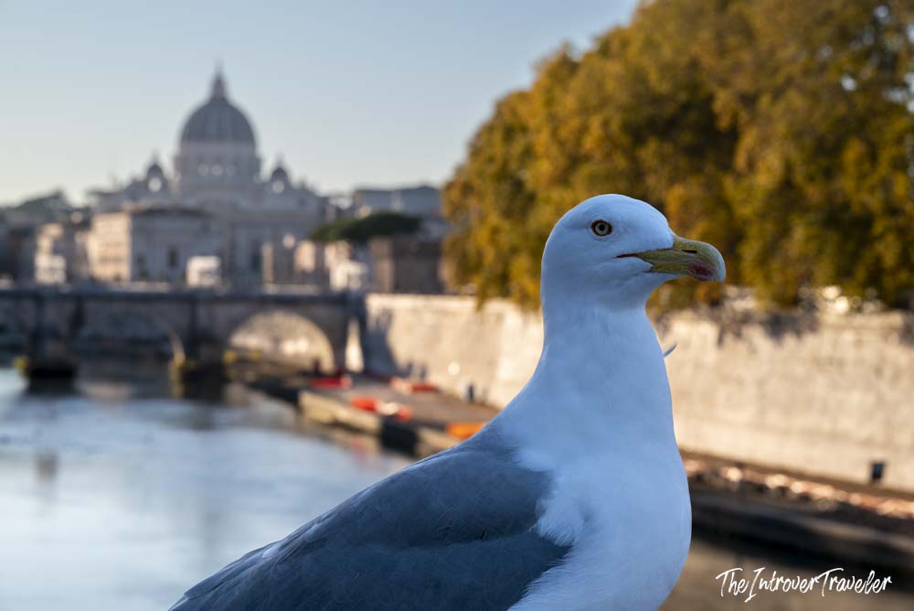 Seagull posing by the Tiber River with St. Peter's Basilica dome in the background, Rome