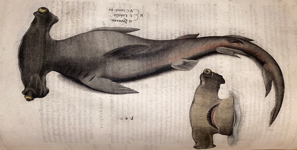 Hammerhead shark, from Aquatilium animalium historia, Ippolito Salviani, 1554