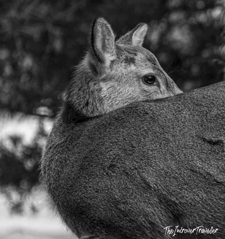 Close-up black and white portrait of a wild Nara Park deer peering over another deer's back
