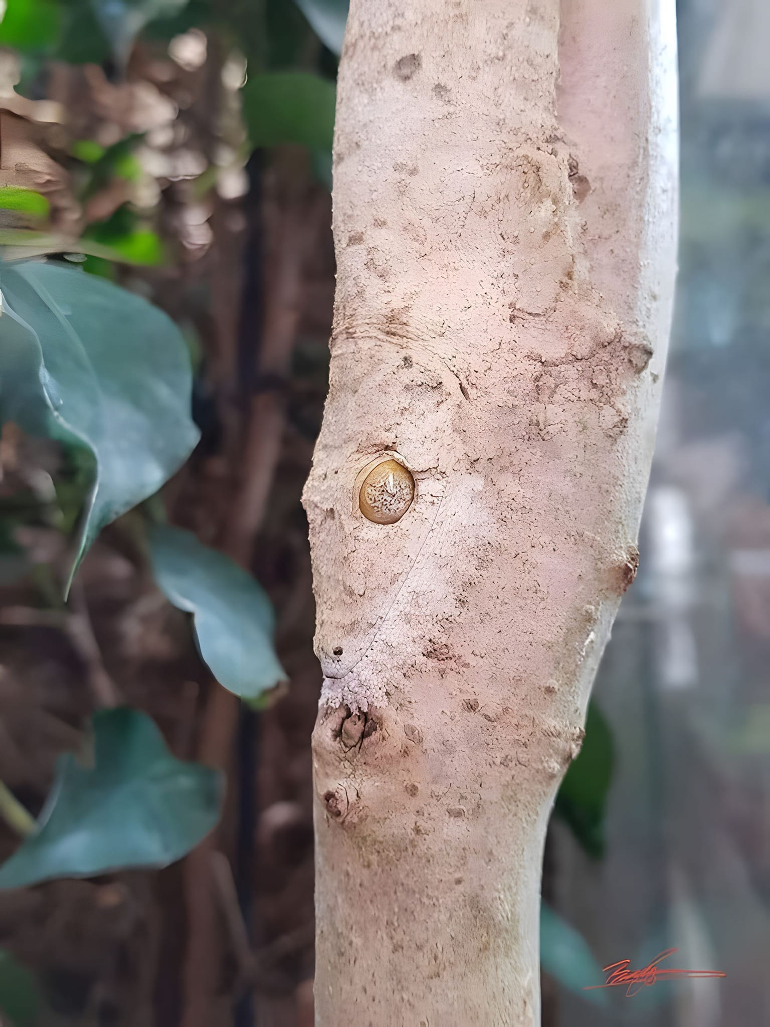 Close-up of a pale tree trunk with a small snail clinging to its smooth bark, tropical foliage behind