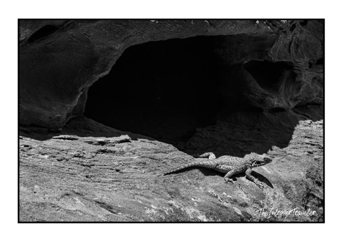 Black and white photo of a lizard basking on sun-warmed sandstone rocks near a cave in Petra, Jordan