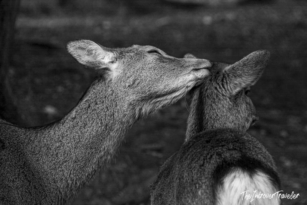 Two sacred Nara Park deer nuzzling each other in a tender black and white close-up