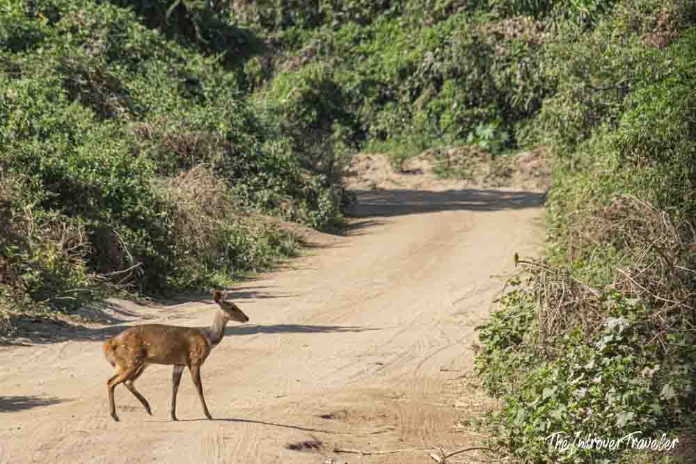 Small antelope crossing a sandy dirt track surrounded by dense bush on a Tanzania safari