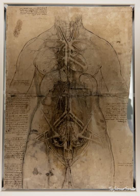 Leonardo da Vinci anatomical drawing of female torso organs, displayed at the Accademia Gallery Venice