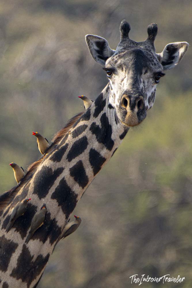 Close-up of a Masai giraffe with red-billed oxpeckers perched on its neck, Tanzania safari