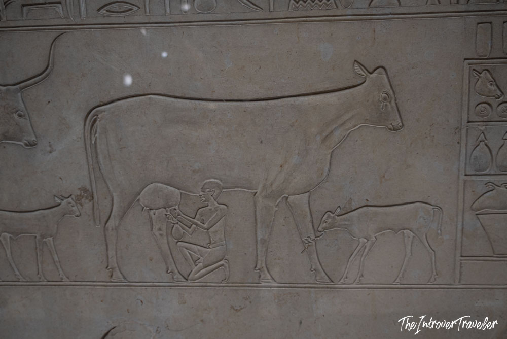 Ancient Egyptian relief carving showing a farmer milking a cow with a calf, Egyptian Museum Cairo