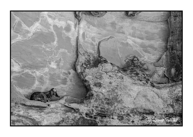 A goat resting in the shade of carved sandstone rock formations at Petra, Jordan