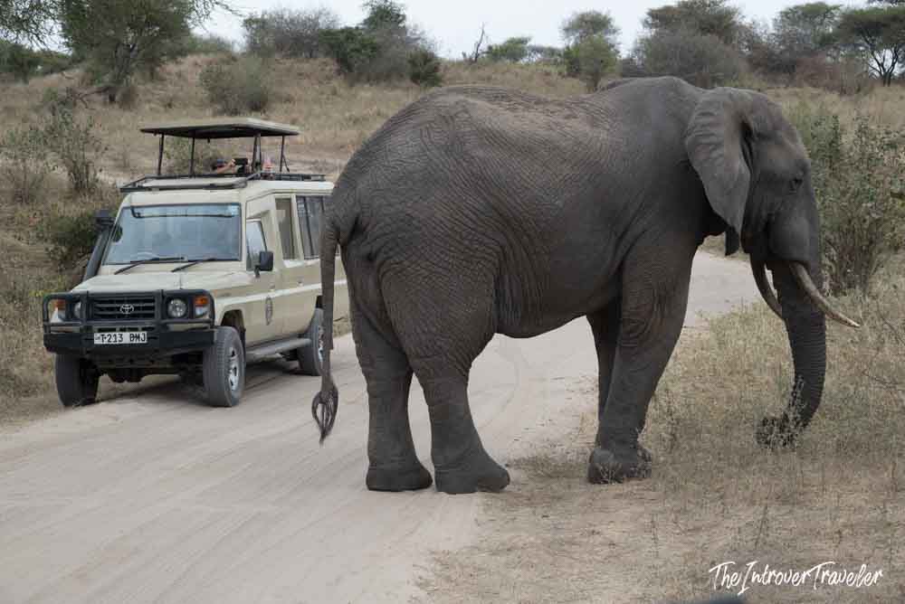 African elephant crossing a dusty road beside a Toyota safari jeep in Tarangire, Tanzania