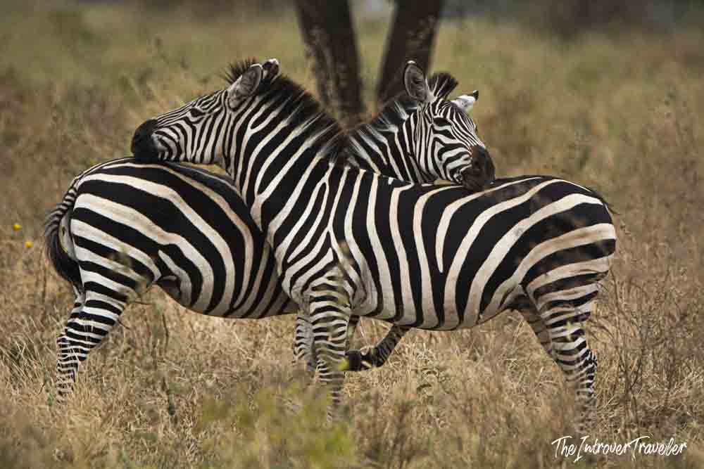 Two plains zebras grooming each other on the Tanzania savanna, their bold stripes overlapping beautifully