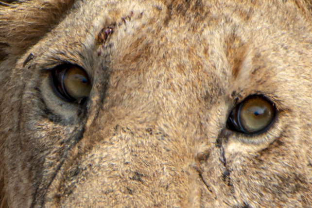 Extreme close-up of a wild lion's eyes captured on African safari, ideal for wildlife photography