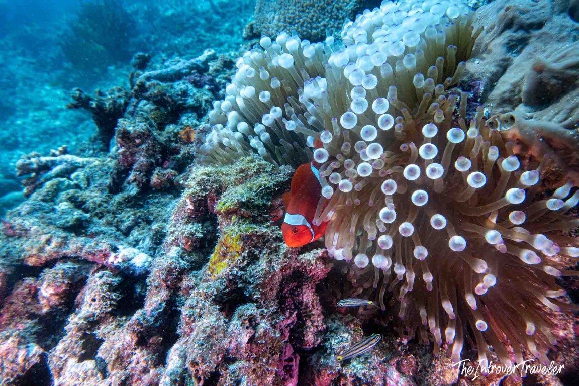 Clownfish nestled in a bubble-tip anemone on a Raja Ampat coral reef dive site