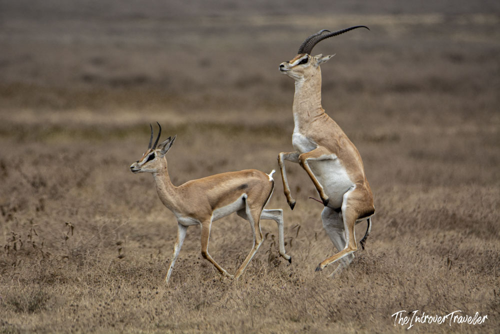 Two Grant's gazelles mating on the dry savanna plains of Ngorongoro Crater, Tanzania