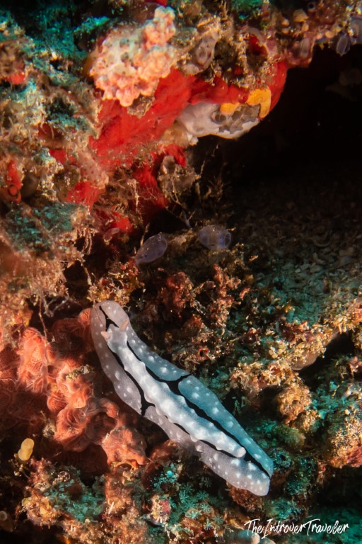 Blue and white nudibranch crawling over colorful coral reef during a Raja Ampat dive