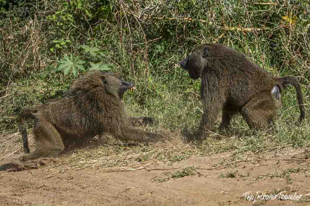 Two olive baboons confronting each other on a dusty trail during a Tanzania safari
