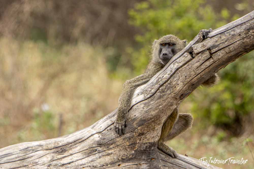 Olive baboon resting on a fallen tree trunk during a Tanzania safari game drive