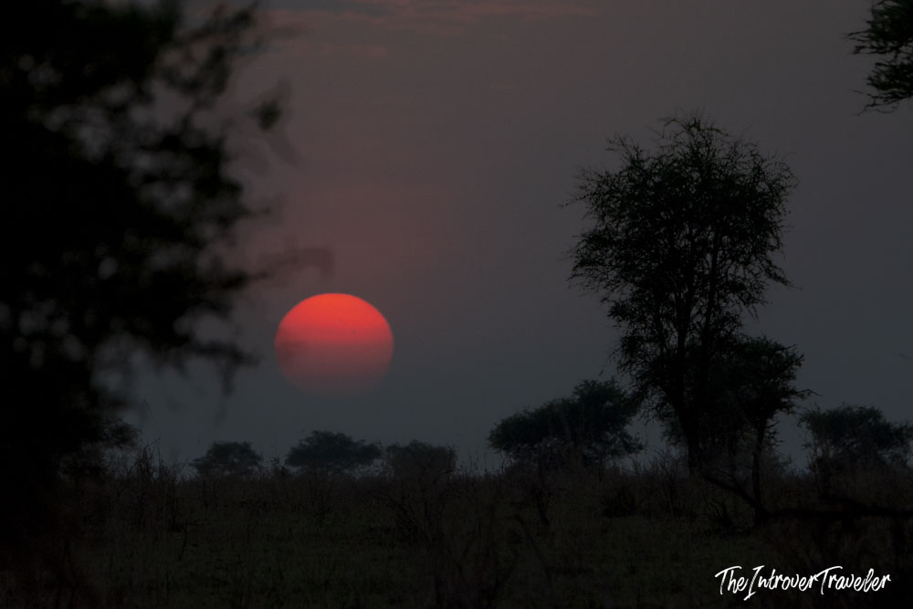 Fiery red sun setting over silhouetted acacia trees on the Tanzanian savanna during safari