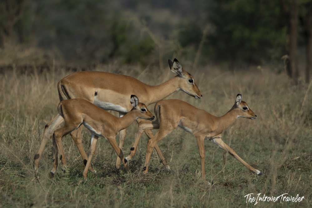Female impala with two young calves moving through dry savanna grassland, Tanzania safari