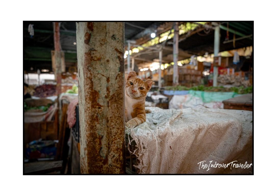 Ginger street cat peering around a rusty pillar at a busy Egyptian market