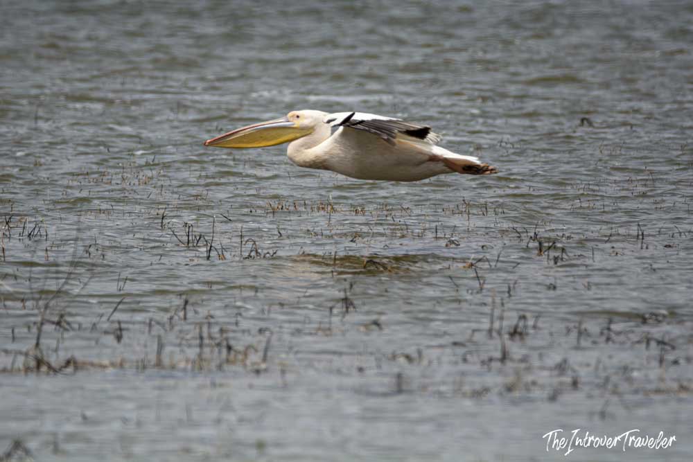 Great white pelican gliding low over a shallow wetland during a Tanzania safari