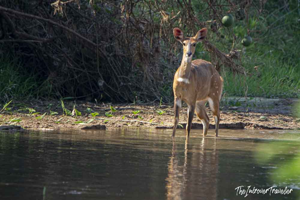 Young bushbuck antelope standing at a riverbank edge during a Tanzania safari wildlife encounter