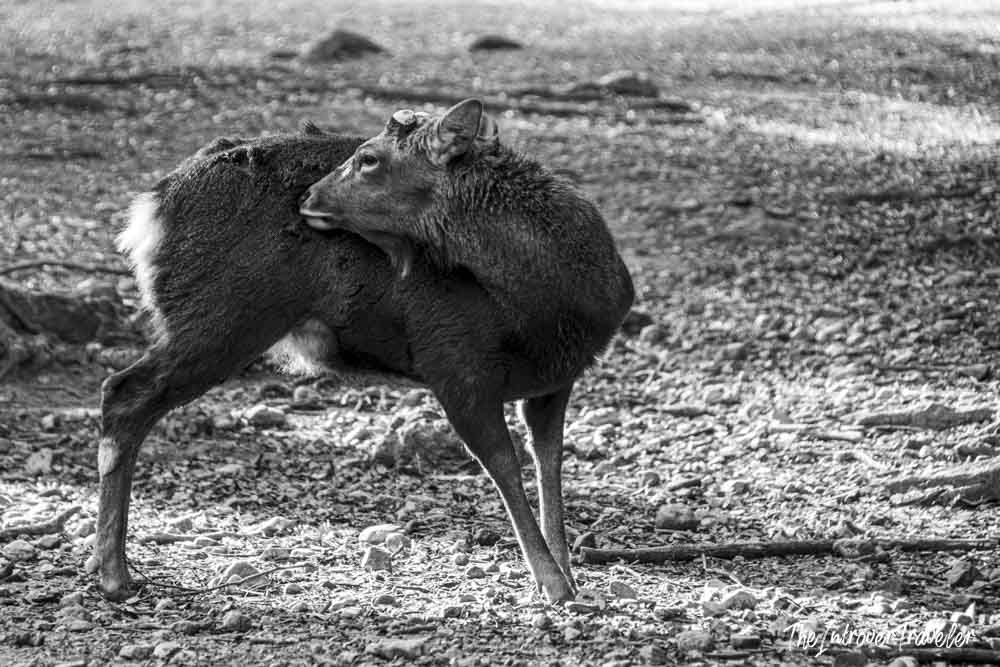 Black and white photo of a Nara Park deer grooming itself on a rocky path in Japan