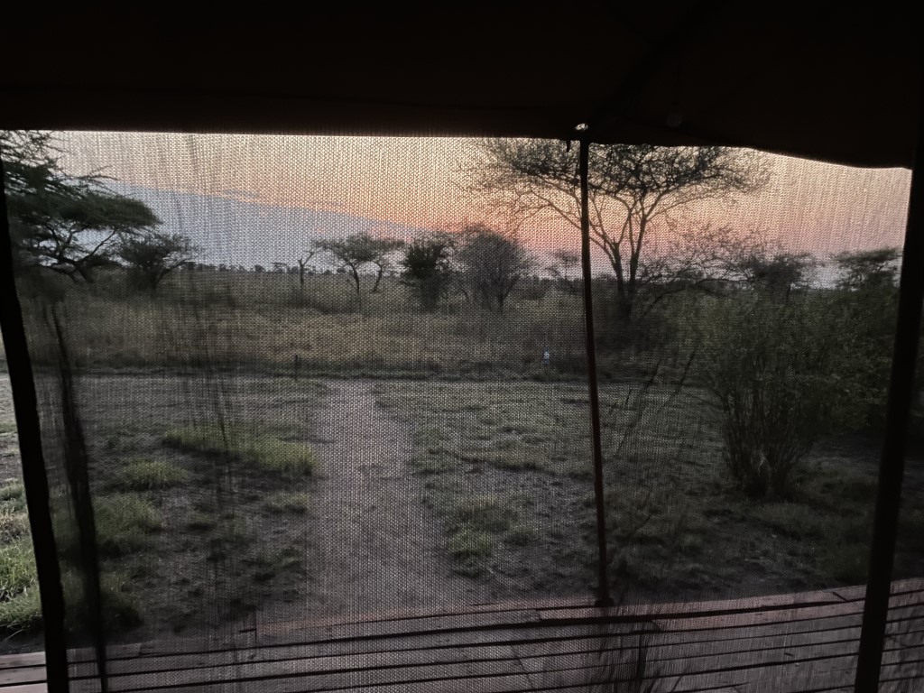Dawn savanna view through a safari tent mesh screen, acacia trees silhouetted at sunrise in Tanzania