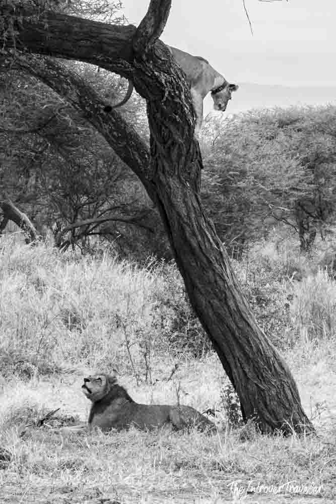 Lioness resting in an acacia tree above a male lion on the Tanzania savanna