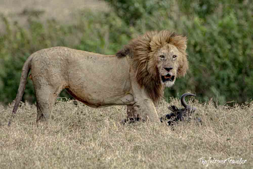 Male lion with a fresh wildebeest kill on the Tanzanian savanna, showing raw wildlife drama on safari