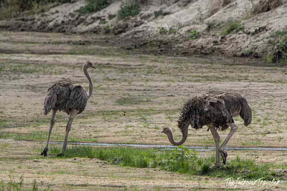 Two wild ostriches foraging on a dry sandy riverbed during a Tanzania safari