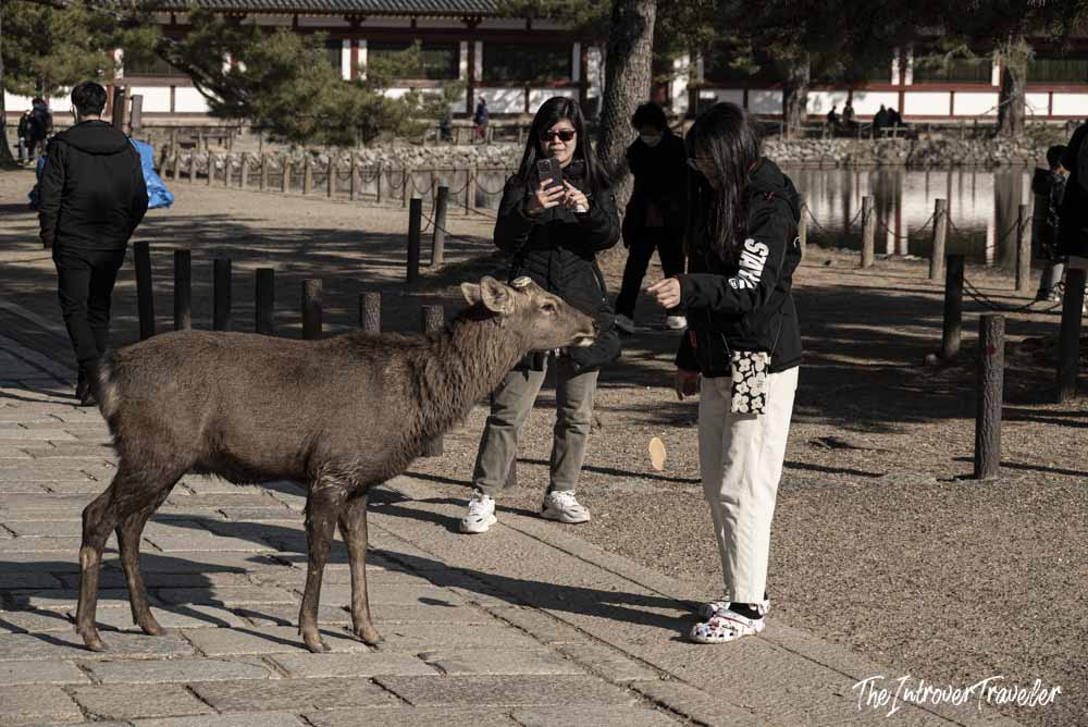 Tourist feeding a sacred sika deer in Nara Park, Japan, while a friend photographs the encounter