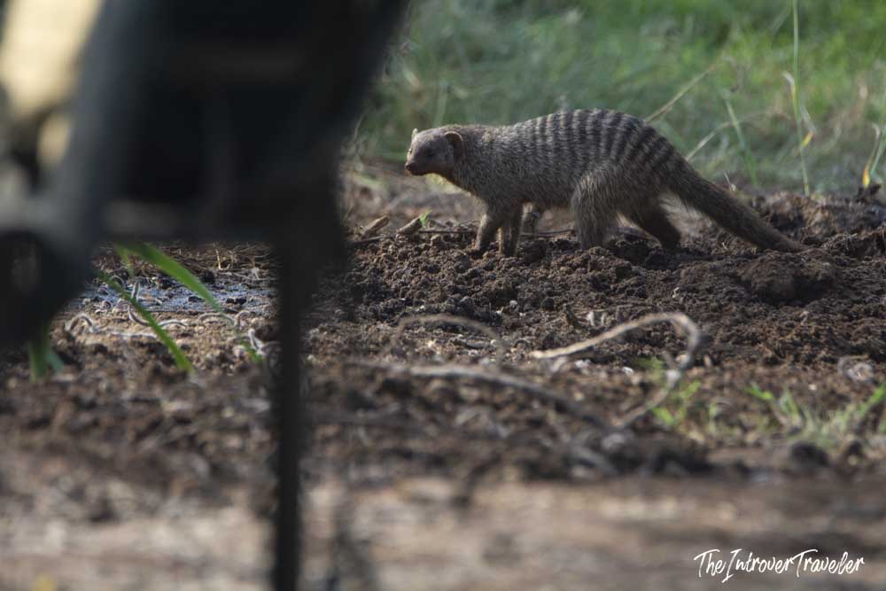 Banded mongoose spotted on a Tanzania safari, foraging on muddy ground in the savanna