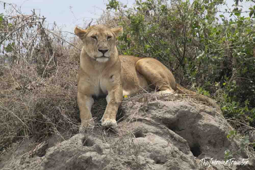 Lioness resting on a rocky outcrop during a Tanzania safari, surrounded by dry savanna scrub