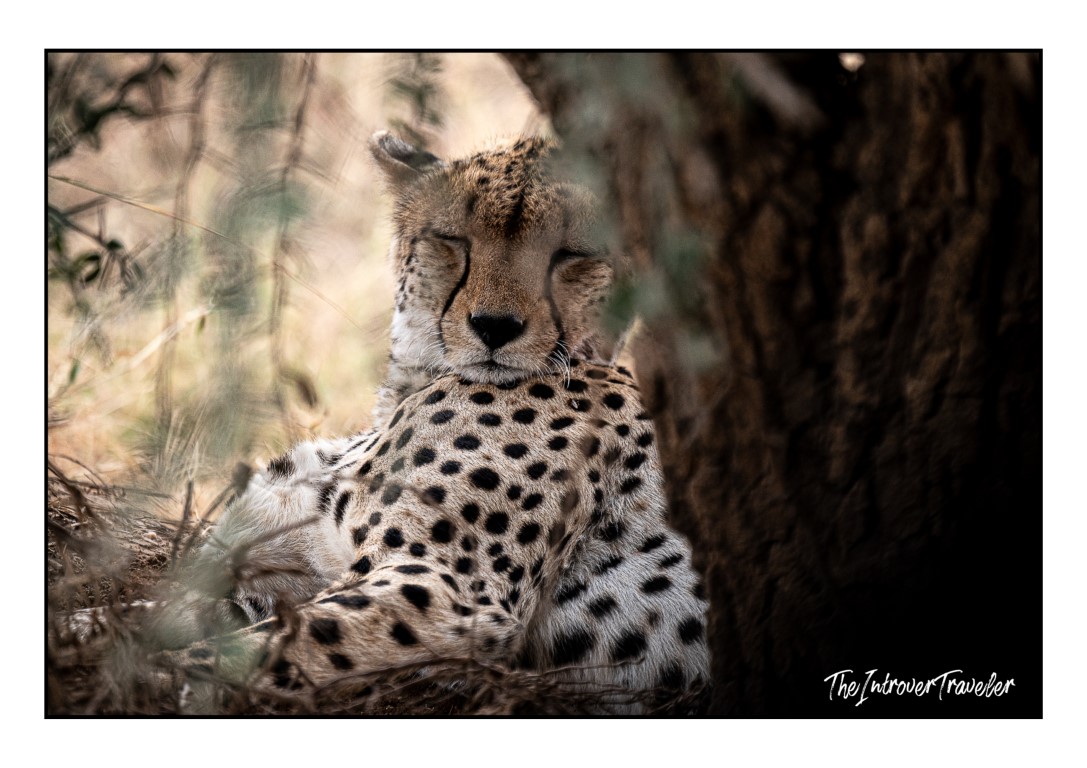 Cheetah resting in the shade of a tree, captured during a Tanzania safari wildlife shoot