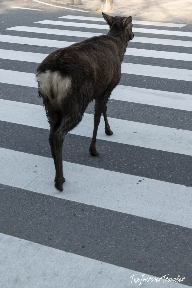 Wild Nara Park deer crossing a zebra crossing in the streets of Nara, Japan