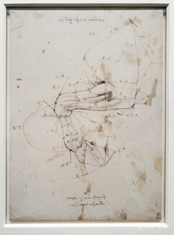 Leonardo da Vinci anatomical sketch with geometric proportions and mirror script notes, Accademia Gallery Venice