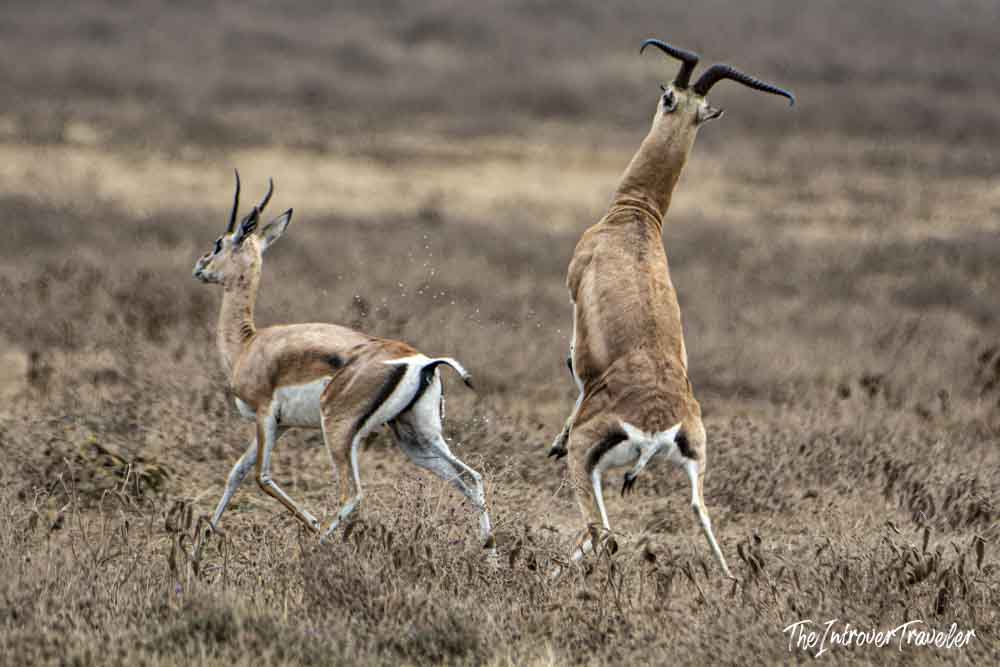 Two Thomson's gazelles sparring on the dry Tanzanian savanna during a wildlife safari
