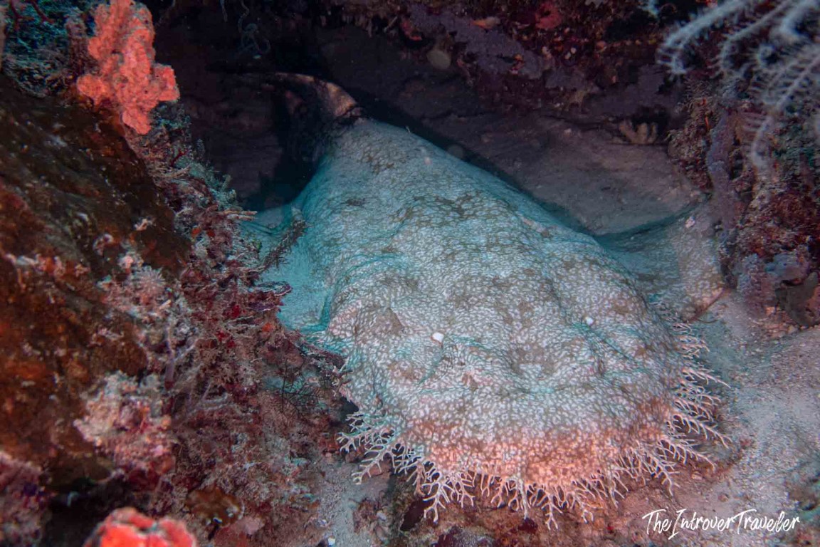 Camouflaged wobbegong shark resting on the reef floor during a Raja Ampat dive