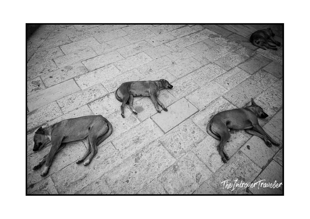 Four stray dogs sleeping on stone pavement, a common street scene in Egypt