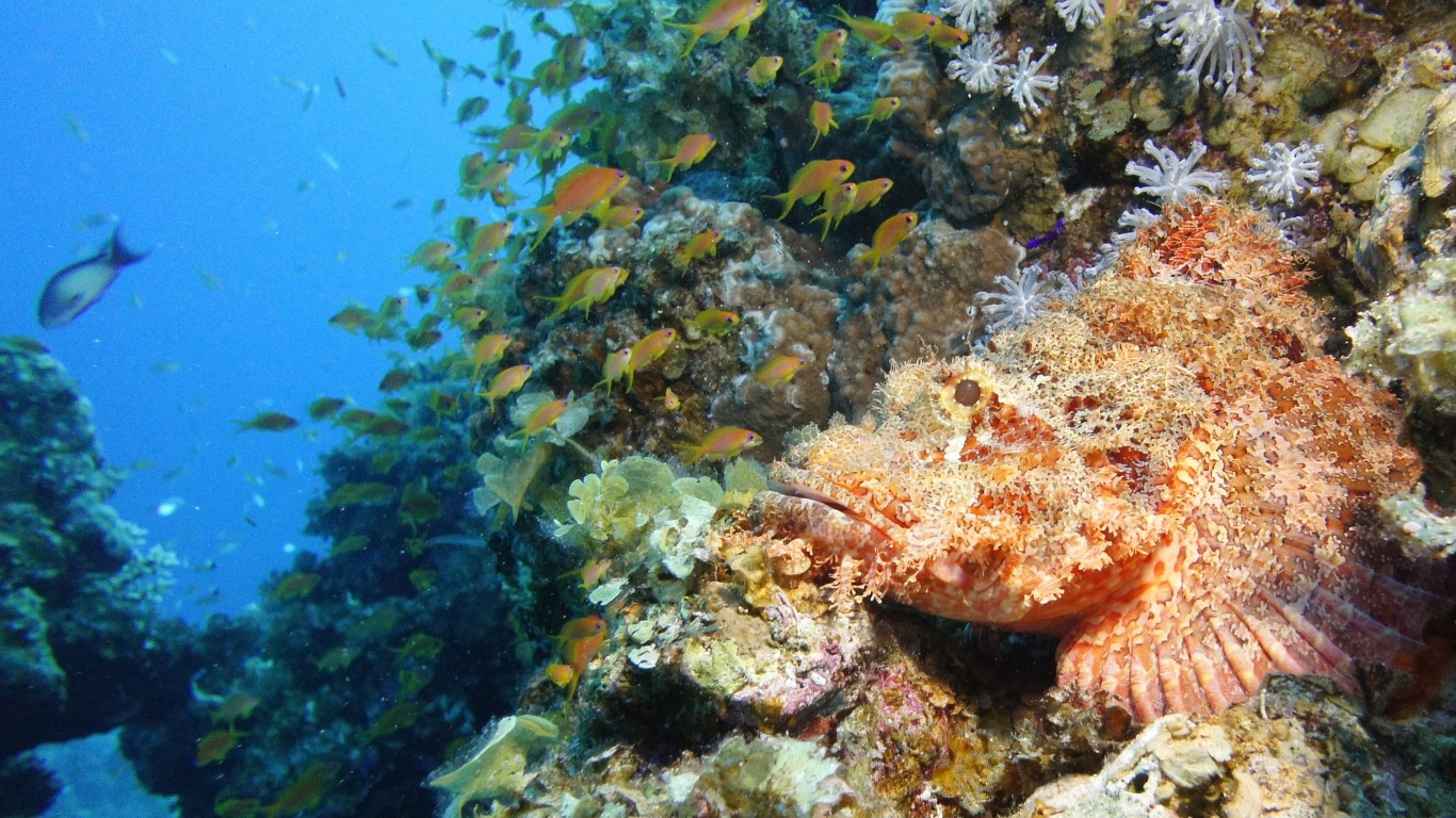 Camouflaged scorpionfish resting on a coral reef, a venomous marine species divers may encounter
